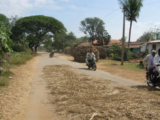 Farmers in a rural Indian village spread a millet crop on the road, so that urban motorists can drive their vehicles onto the dried ears, crushing them to make it easy to remove the loosened grains. Thus, rural areas take advantage of their connection with cities to reduce the manual labor involved with manual threshing of crops. Photo: Harini Nagendra