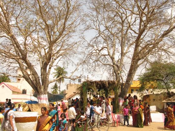 Photograph 2: Ashwath kattes provide the central focus for a traditional village festival or jatre held annually in a village in Bangalore city limits. Attended by hundreds of participants from local villages, these festivals hold great cultural significance for these communities. Yet at the same time these traditional cultural practices are not immune to the forces of urbanization and globalization, with mass produced plastic toys being sold here alongside hand crafted wooden toys, and global icecream brands sold adjacent to local handmade snack foods. Photo: Harini Nagendra