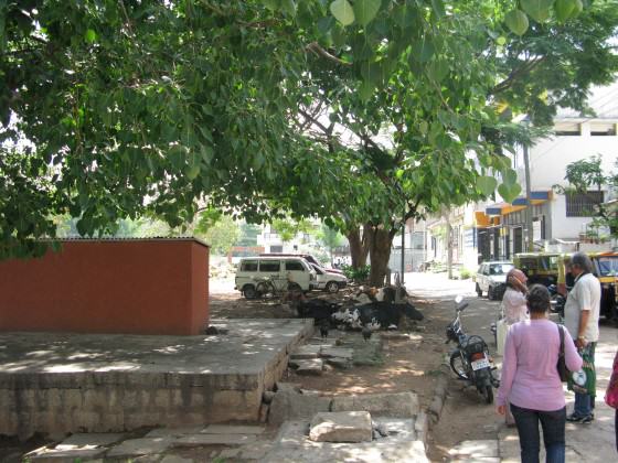 Photograph 3: Livestock and people co-exist in one of Bangalore’s oldest neighborhoods, Basavanagudi, established as far back as 1897. Photo: Harini Nagendra