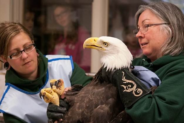 Audubon Staff Treating Eagle. Photo: Tinsley Hunsdorfer