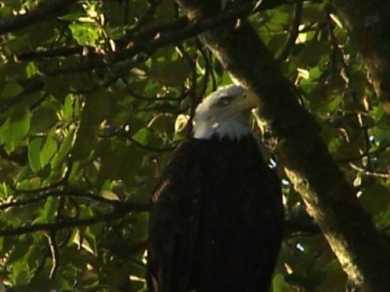 Photo of West Hayden Island Bald Eagle with Injured eye on November 28, 2012. Photo: David Redthunder