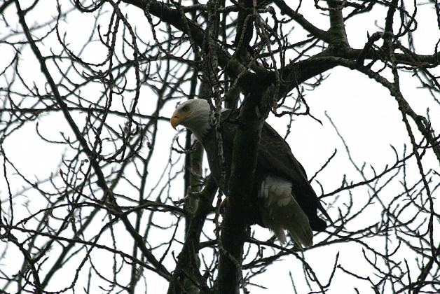 West Hayden Island Bald Eagle. Photo: Bob Sallinger