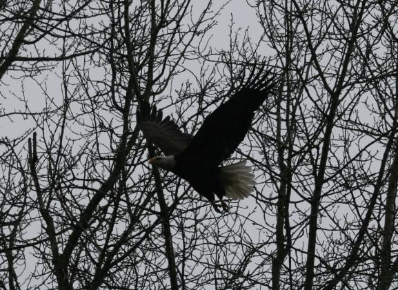 West Hayden Island Eagle in Flight 2012. Photo: Bob Sallinger