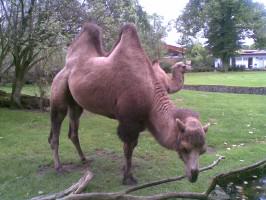 Bactrian camels at the Cologne Zoo. A decreasing population of less than 1000 persist in the wild. Photo: Andre Mader