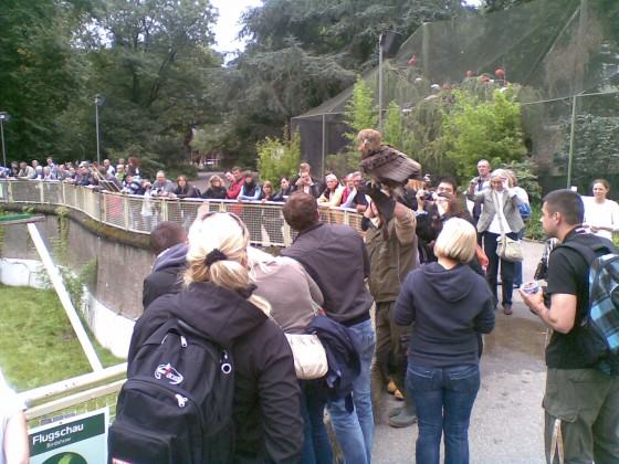 Crowds gather at hourly intervals in Cologne Zoo to watch an eagle alight on its handler's arm as he stands among them. Photo: Andre Mader