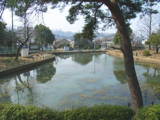 The project site before the renovation. Egeria densa, an exotic species, dominated the water. Photo: Keitaro Ito