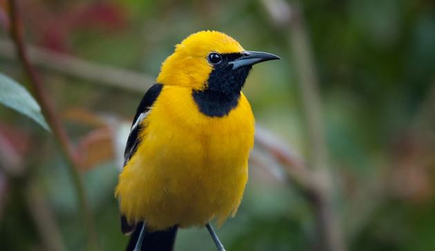 Hooded Oriole. Photo: Walter Kitundu