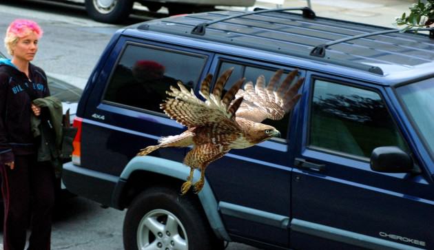 Red-shouldered Hawk in San Francisco. Photo: Walter Kitundu