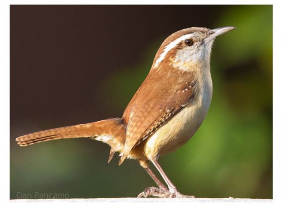 Carolina Wren. Photo: Dan Pancamo (Wikipedia)