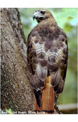 Red-tailed Hawk. Photo: Dan Sudia