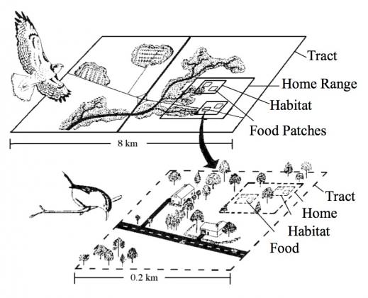 Scale-dependent decisions of a Red-tailed hawk and a Carolina Wren. Illustration by Rebekah McClean.