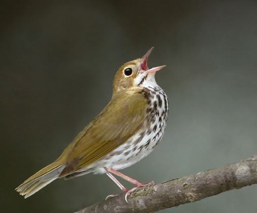 Ovenbird. Photo: AJ Hand, Connecticut Ornithological Association