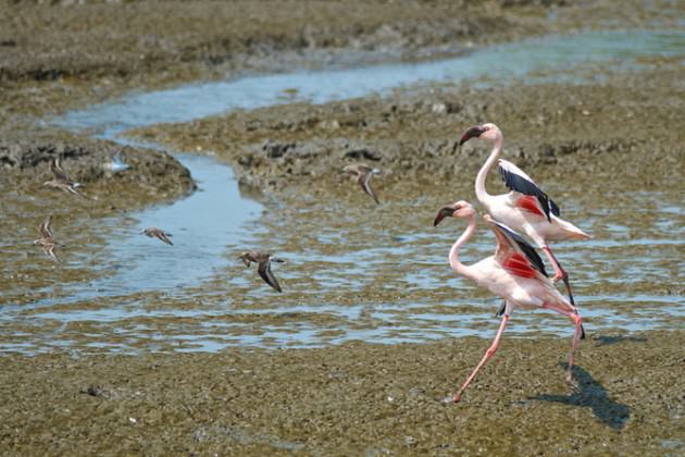 A pair of lesser flamingos in Mumbai’s busy port area.  Photo: Madhusudan Katti