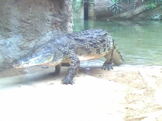 Naturalized exhibits and modern materials enable audiences to get much closer to wild animals at modern zoos. Photo: Andre Mader