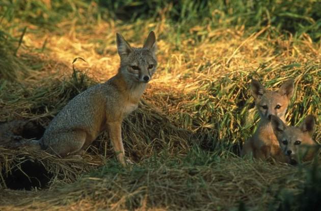 San Joaquin kit foxes find survival easier in suburbia than their natural habitat. Photo: Peterson B. Moose