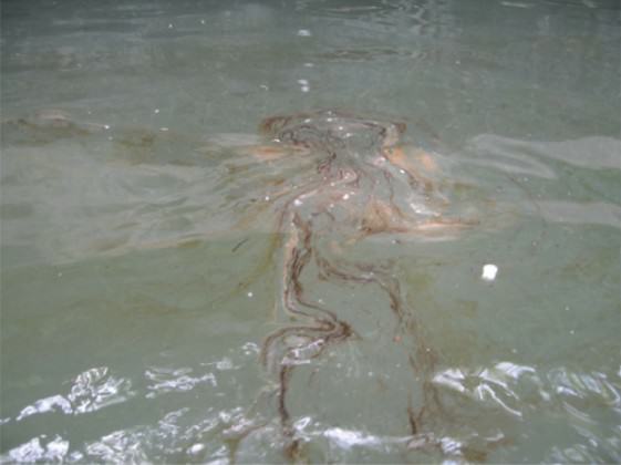 Oily sheen on Newtown Creek, 7 July 2006. Photo: Riverkeeper