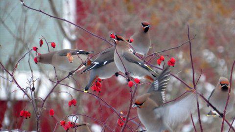 1.A flock of bohemian waxwings feeds on rose hips fruit in a south Anchorage yard. Photo credit: ©Kim Behrens