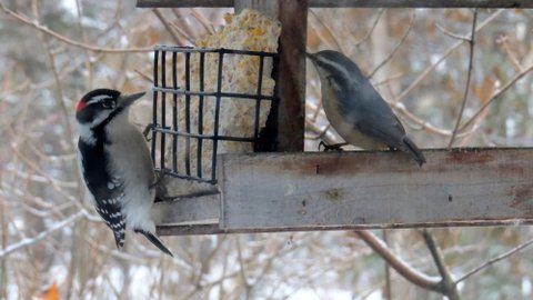 A downy woodpecker and red-breasted nuthatch share space at a feeder in a south Anchorage yard. Photo: ©Kim Behrens