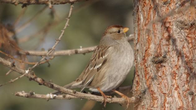 This white-crowned sparrow is an Anchorage winter rarity that stayed the season in a mid-town yard. Photo: ©Wayne Hall