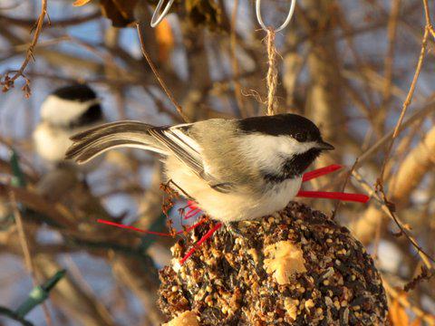 A black-capped chickadee sits on a hanging feeder in an Anchorage yard. The bent tail is from spending the night in a tight-fitting cavity. Photo: ©Kim Behrens