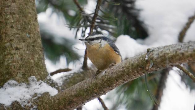 Red-breasted nuthatch perched on tree in a mid-town yard, Anchorage. Photo: ©Wayne Hall