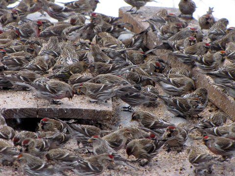 A flock of common redpolls crowd together while feeding on seed scattered on boards and snow, south Anchorage yard. Photo: ©Kim Behrens. 