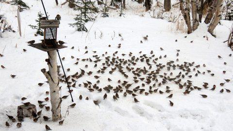 A flock of common redpolls feeding on seeds in feeders and snow. Photo:  ©Kim Behrens