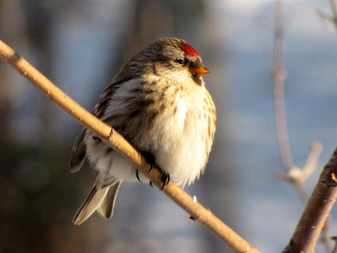 A female common redpoll sits on branch, feathers fluffed in deep cold. Photo: ©Kim Behrens