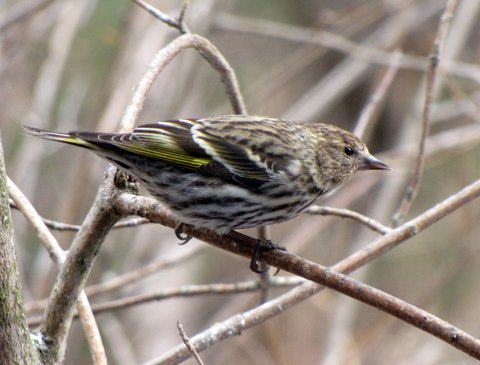 Though not as common as redpolls in winter, pine siskins like this one are another member of the finch family to inhabit Anchorage in winter. Photo: ©Kim Behrens