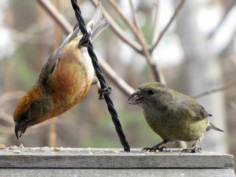 A pair of red crossbills (the more colorful male on the left) eat seeds at a backyard bird feeder in Anchorage. Photo: ©Kim Behrens