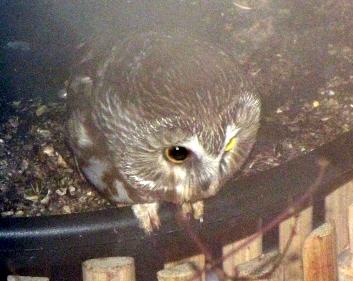 A saw-whet owl that took up residence in an Anchorage yard nest box hunts mice in winter. Photo: ©Kim Behrens