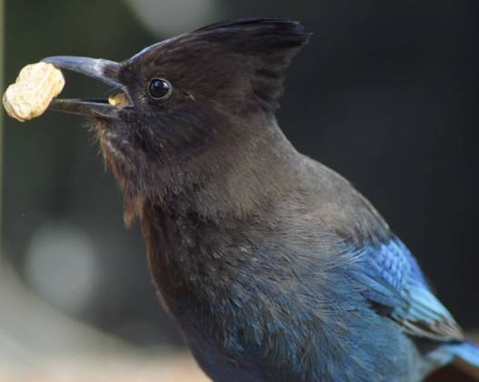 A Steller’s jay grabs a peanut in a mid-town Anchorage yard. Photo: ©Wayne Hall