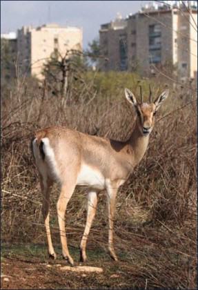 A resident of Gazelle Valley with the backdrop of the Givat Mordechai neighborhood.  Photo: Amir Balaban