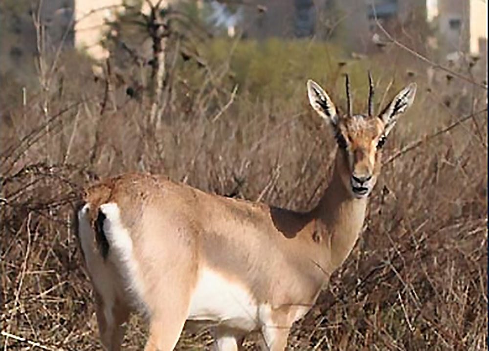 Kindercentrum circulatie Verbergen Biblical Gazelles Will Soon be Welcoming Visitors to Israel's First Urban  Nature Park – The Nature of Cities