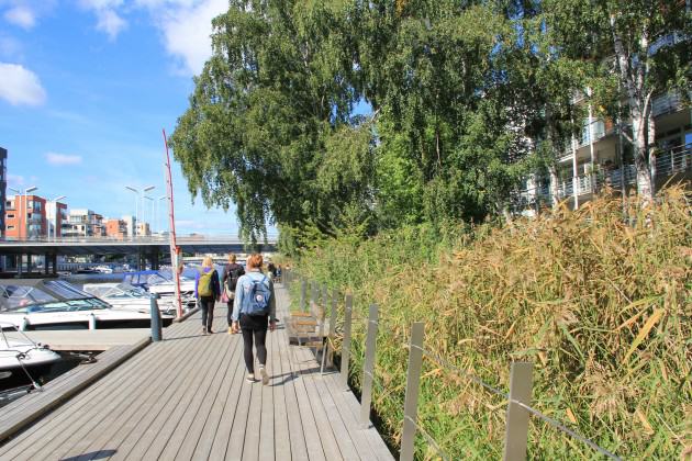 Large parts of the southern Lake shore was planted with reeds where a popular system of recreational boardwalks was built. Photo: Maria Ignatieva