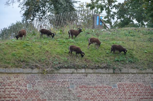 Forget the city limits: Soay sheep, grazing on the top of the old fortifications of the city of Lille (France). Photo: Lamiot, Wiki 2012