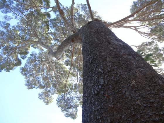 Colossal Aleppo Pine of Arderne