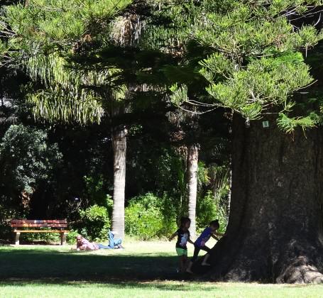 Colossal Norfolk Island Pine of Arderne