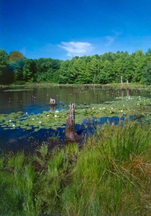 Blue Heron Park in Staten Island, New York. Image courtesy of Natural Areas Conservancy