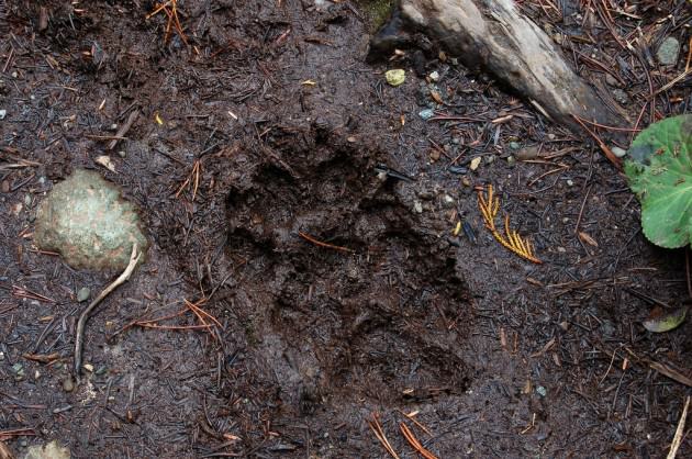 Cougar print in the mud.  Photo credit Nick Thompson