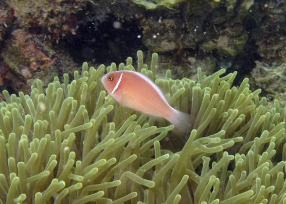 Clownfish co-existing with sea anemone Photo: Karenne Tun