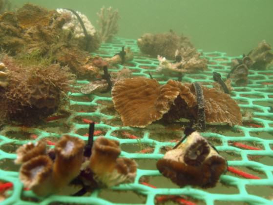 Coral nursery in Singapore Photo: National Parks Board of Singapore