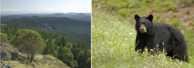 LEFT: Looking out across the Sooke Hills to the west.  Photo: Heath Moffatt Photography. RIGHT: Young black bear eating new spring growth in the CRD.  Photo: iStock. 