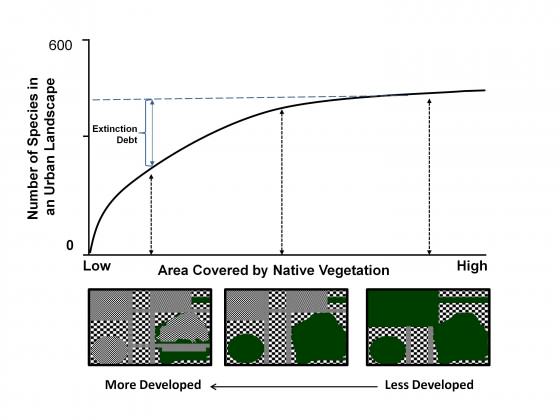 Fig. 2 A diagrammatic representation of the relationship between the area covered by native vegetation in cities and towns and the persistence of native plant and animal species. Grey shading represents built up areas and green shading indicates native vegetation. Extinction debts occur due to the lag time between the loss of habitat as shown from right to left and the ultimate local extinction of plant and animal species. The solid line represents the expected number of species based on well established ecological species/area relationships (Hahs et al. 2009).