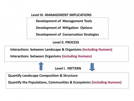 Fig. 4 The relationship between science (Level 1 and Level 2) and effective ecological conservation, management and restoration (Level 3). It is difficult to achieve useful and effective outcomes in Level III without good information in Levels II and I. 