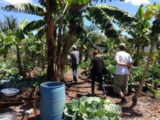 Little Haiti Community Garden. Photo: Marianne Krasny