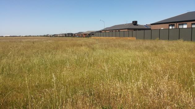 Fig. 3 A 134 ha remnant native Plains Grassland reserve located 20 km from Melbourne’s Central Business District. Photo: M. J. McDonnell