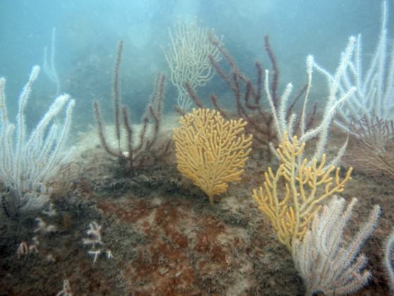 Sea fans on sea walls in Singapore. Photo: Karenne Tun