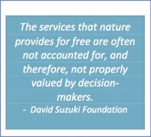 Suzuki quote