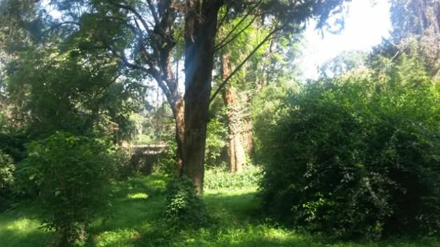 Nature on residential plots. Photo: Shuaib Lwasa